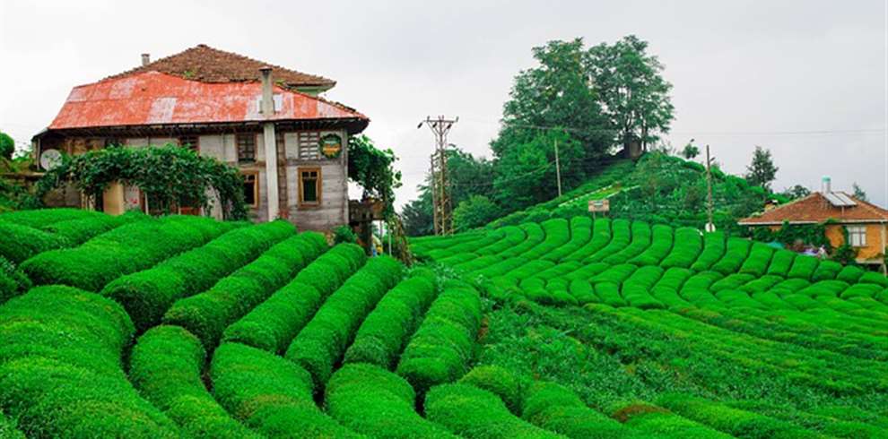 https://www.perfectchoiceholidays.in/admin/include/upload/city/695c8236d7ef3Assam Tour Packages.jpg